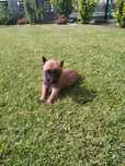 Owczarek Belgijski Malinois Piesek