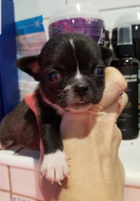 Кобби тип Мальчик чихуахуа мини