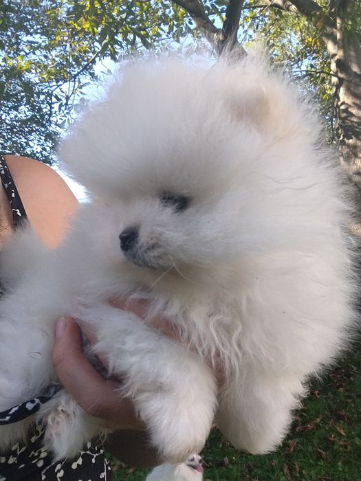 Piesek rasy szpic miniaturowy pomeranian, piesek miś