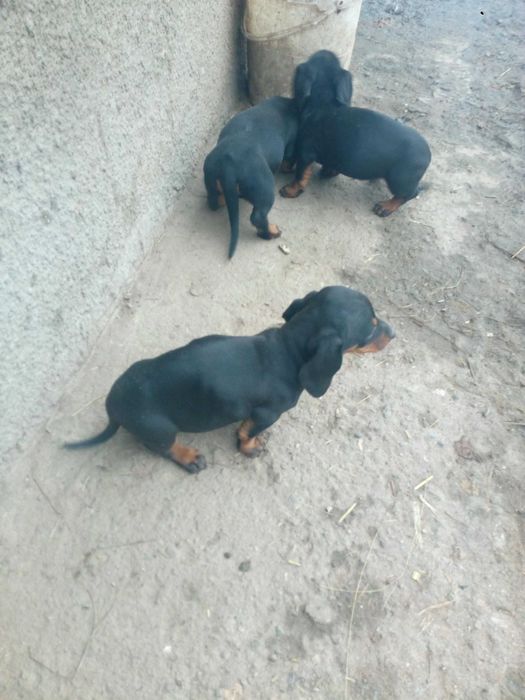 Jamniki krótkowłose