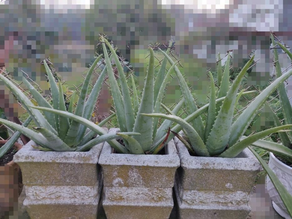 Aloe Vera Planta