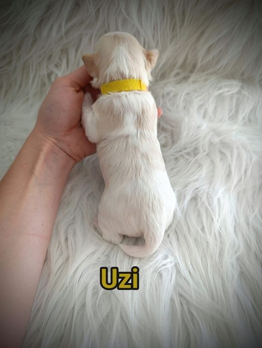 Cudowny chłopczyk Golddust Yorkshire terrier