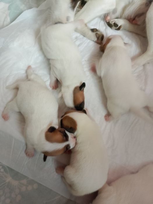 Щенки, Джек Рассел терьер