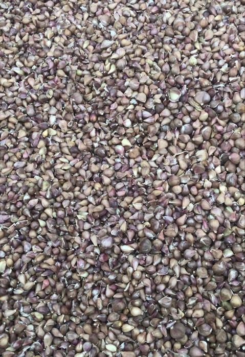 Продам Часник Любаша