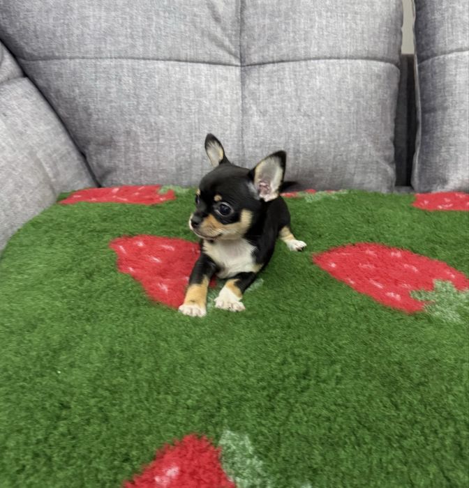 Chihuahua mini sunia czarna krótkowłosa