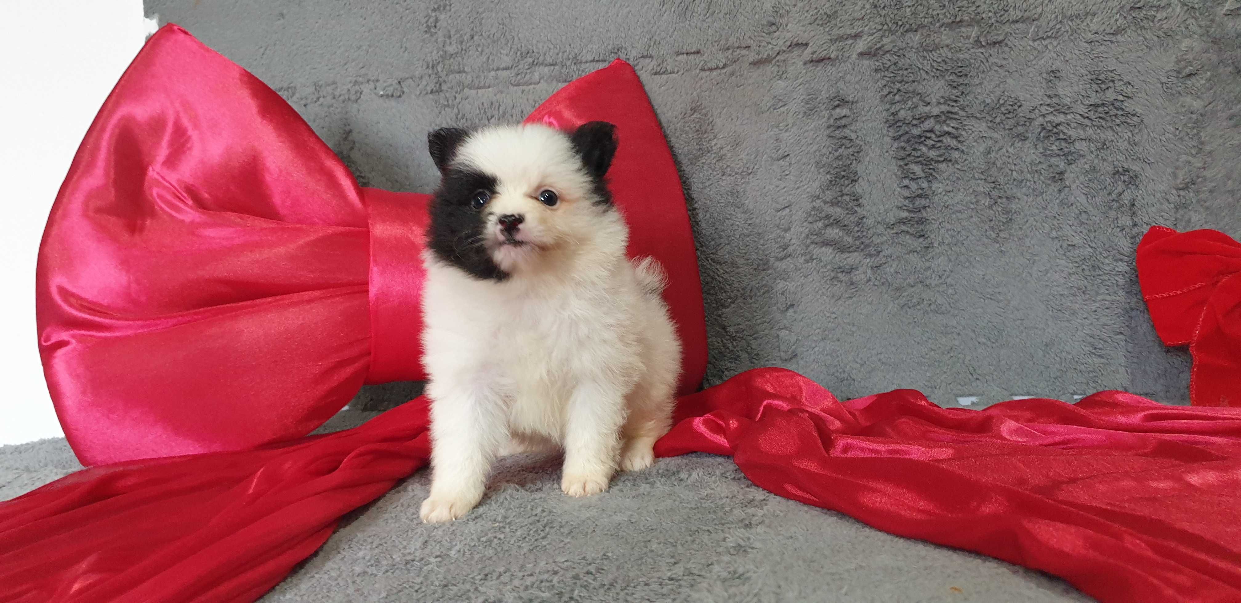spitz alemão anão/lulu da pomerania