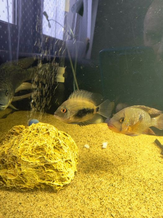 Pielengnice uaru kròlewskie