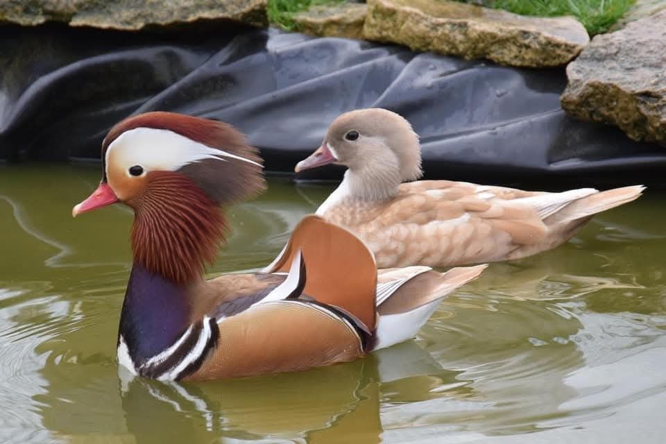 Kaczki  ozdobne    MANDARYNKI   BEŻOWE   para