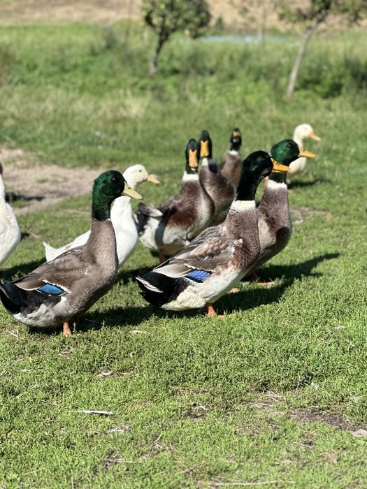 Kaczki Kaczory Francuskie Bardzo Duże