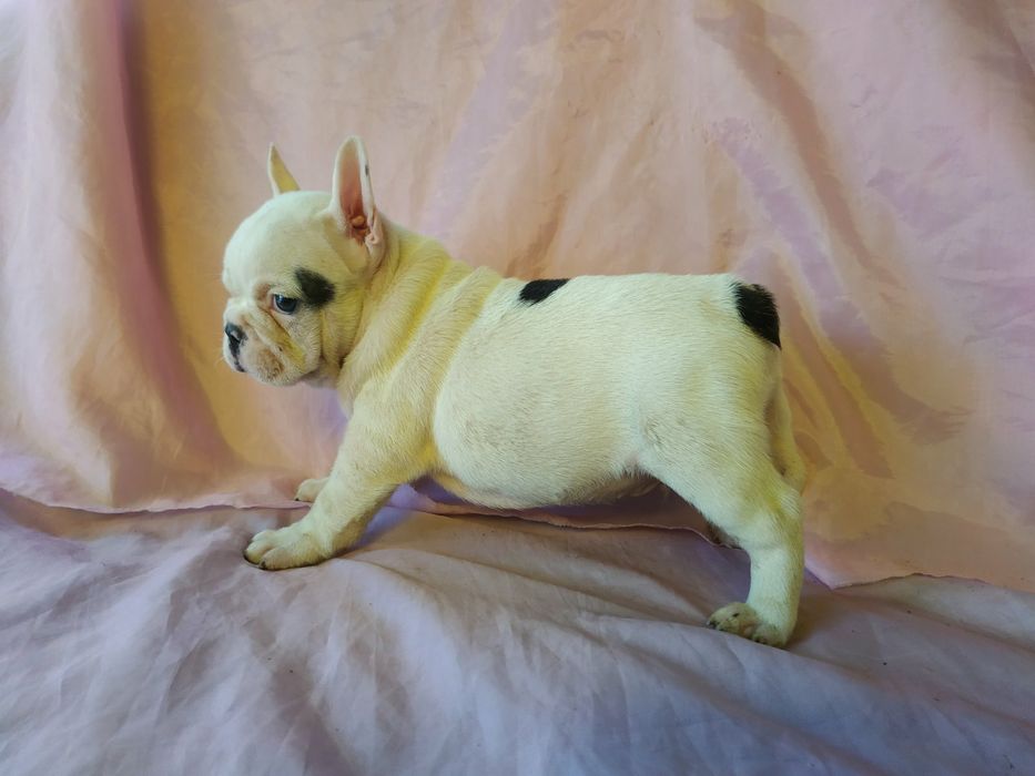 Французкие будьдоги белочерные -Бабочки 4 сыночка и 1 лапочка- дочка!!