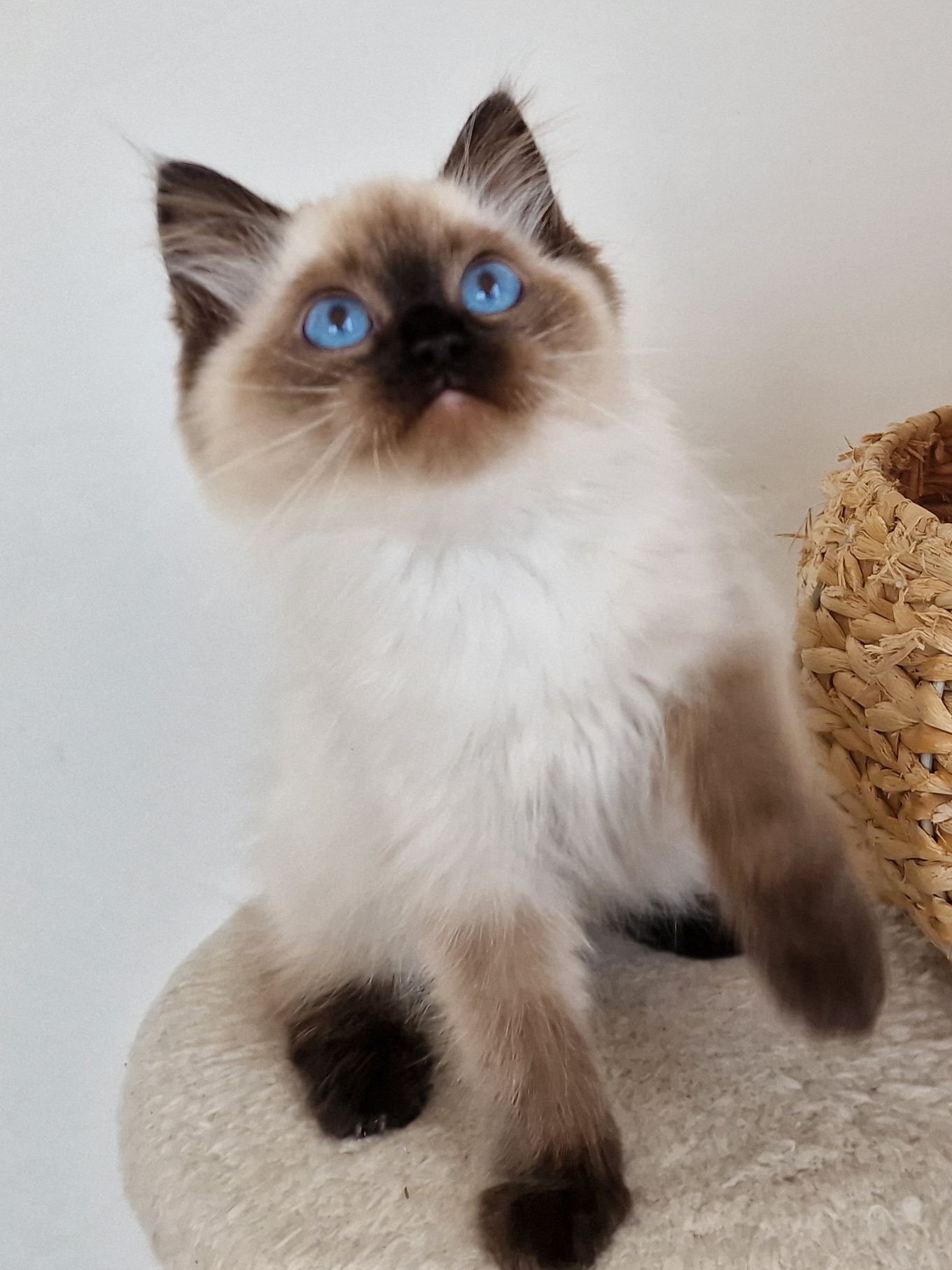 Kocurek ragdoll z międzynarodowym rodowodem FIFE.