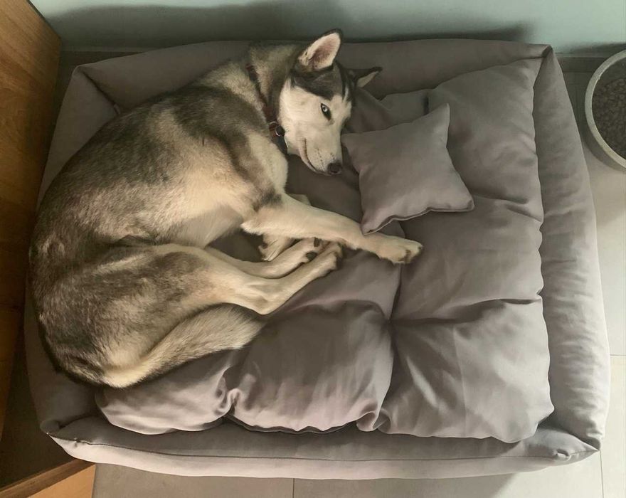 Komfortowe legowisko dla psa NOWOŚĆ XS-3XL + GRATIS