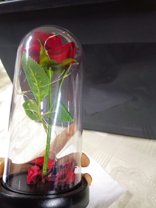 A bela e o monstro Rosa vermelha dia dos namorados