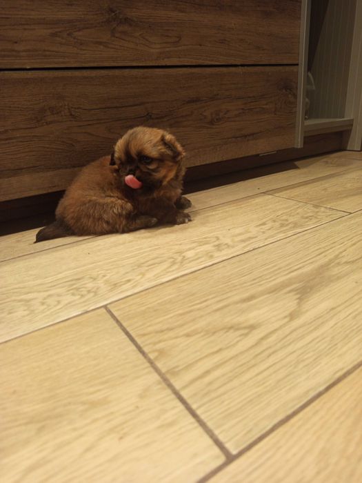 Piesek i suczka pekinczyk