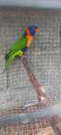 Loris Rubiturquis M