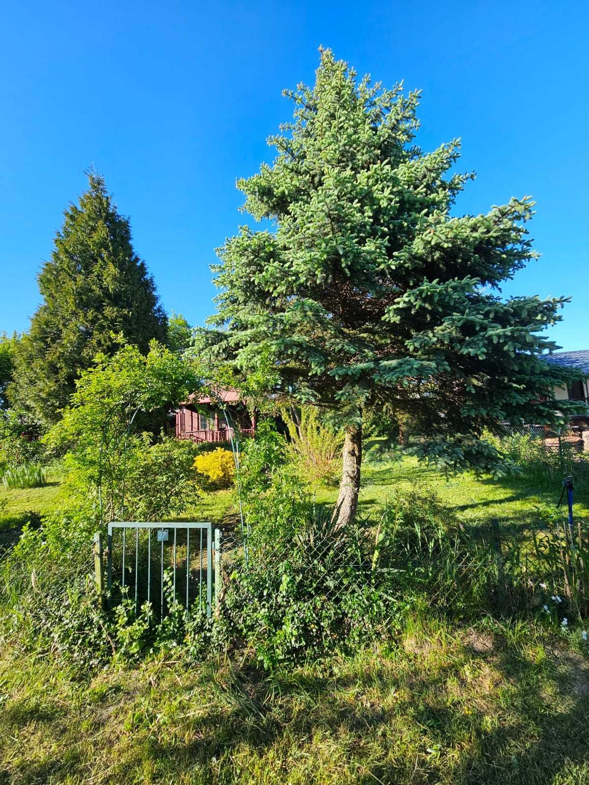 Sprzedam dzialke rodo Magnolia