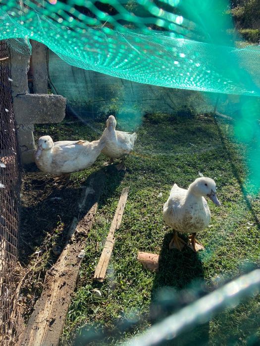 Vendo 3 patos jovens saudaveis