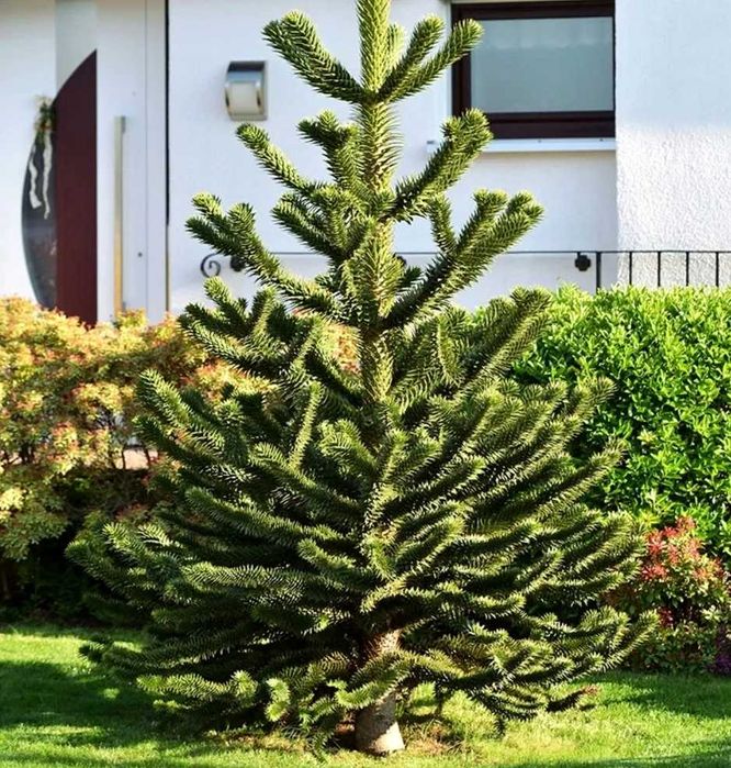 Araukaria chilijska, duże, dorodne okazy 50cm! Mrozoodporna