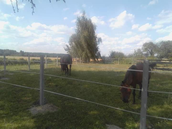 Wydzierżawię / wynajmę stajnię 9 boksów stajnia