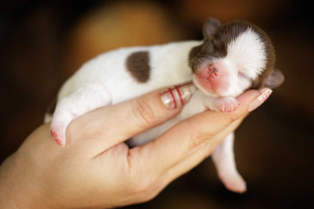 Chihuahua* Dziewczynka XS White&Choco