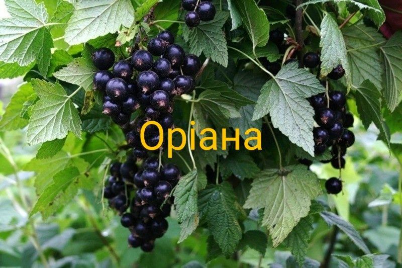 Саженцы плодовых кустов