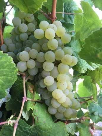 quinta alto douro