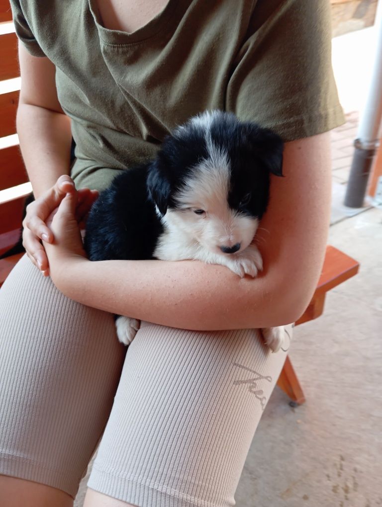 Suczka border collie