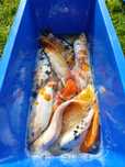 Duży karp koi - karpie do 500g i kroczek/tosai -Bydgoszcz
