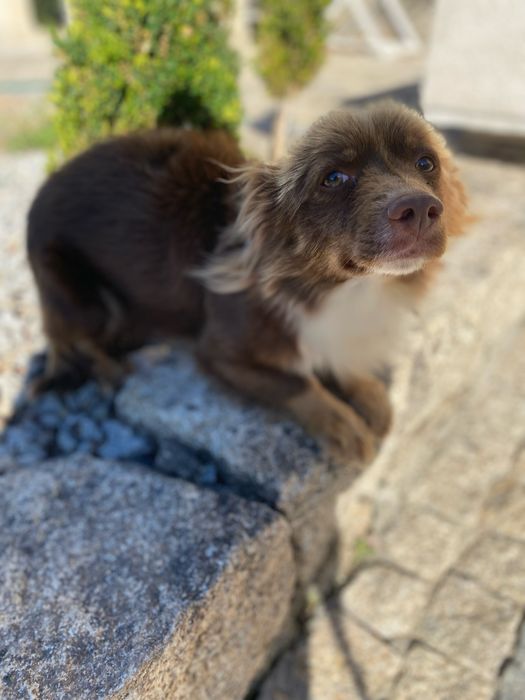 Doa-se cão porte medio