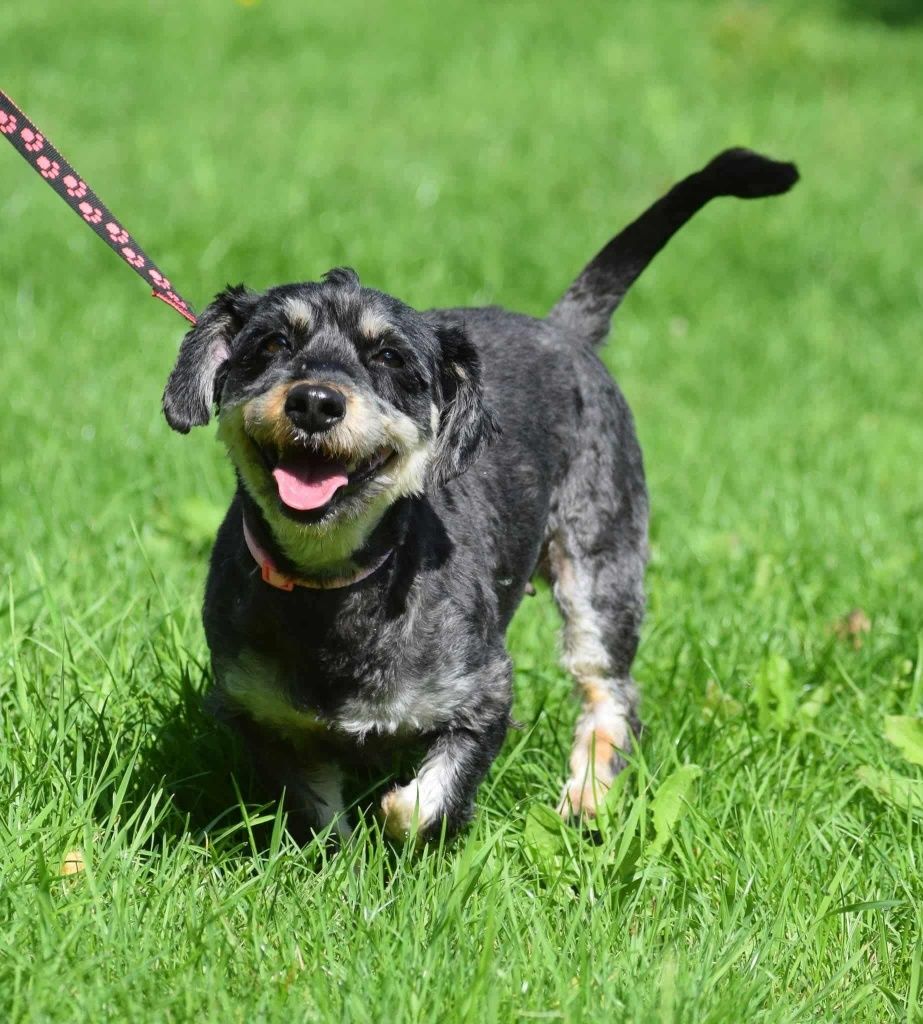 Emma w typie Jamnika do adopcji