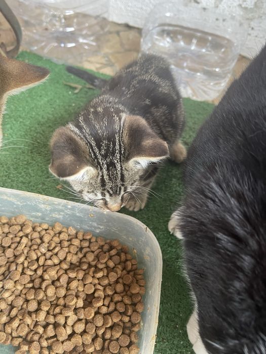 Gatinhas bebes - 2 meses