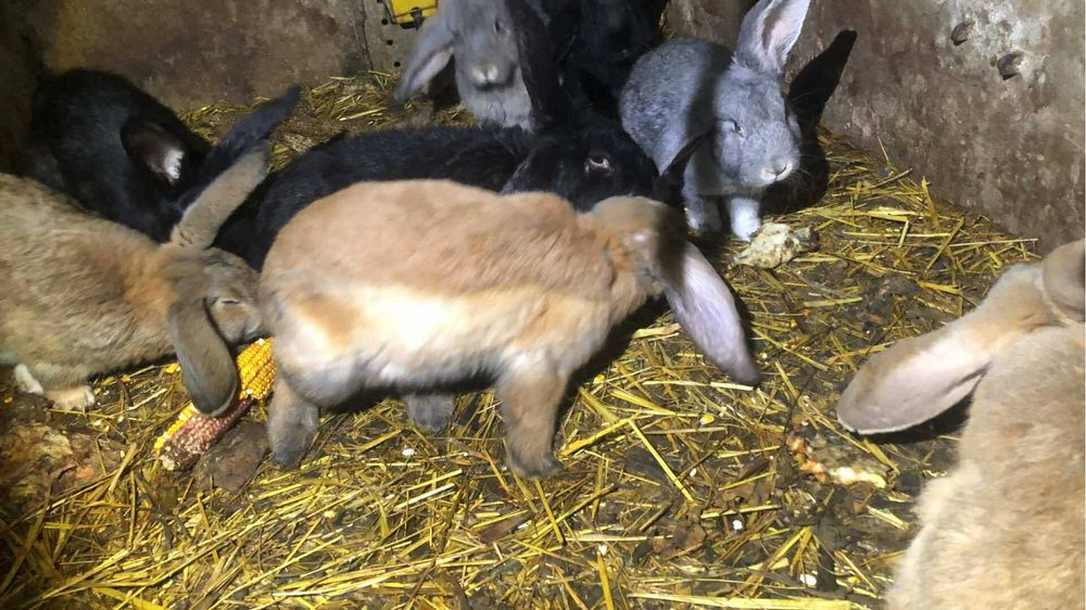 Króliki samce tuszki lub żywe po baranie francuskim