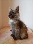 Maine coon kocica