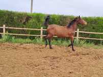 Poldro lusitano para vende