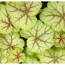 Гейхера різні за величиною кущики