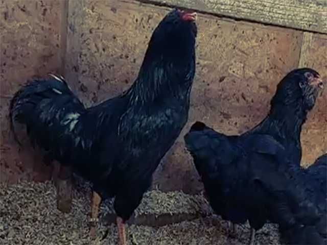 Яйцо на інкубацію курей Орловська чорна, мармурова, біла.