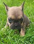 Buldog francuski