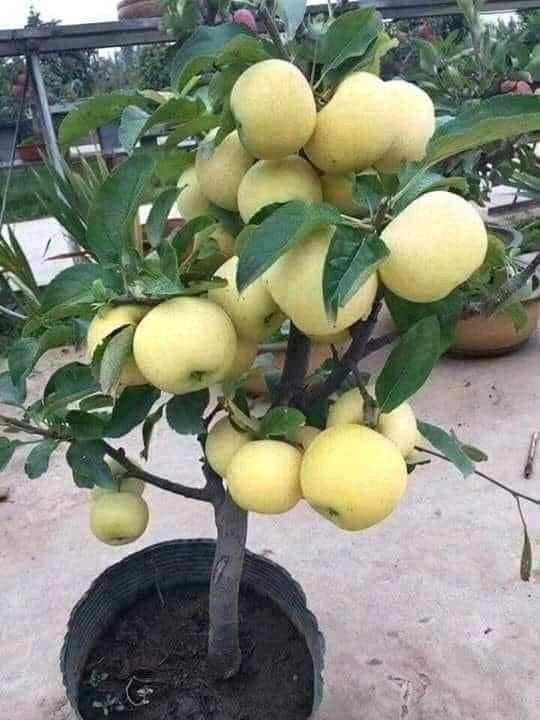 Árvores de fruto anãs para VASOS, PATEOS, VARANDAS e Pequenos espaços