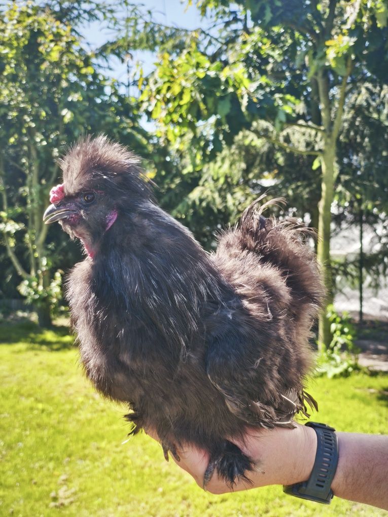 Kogut  silka, kogucik