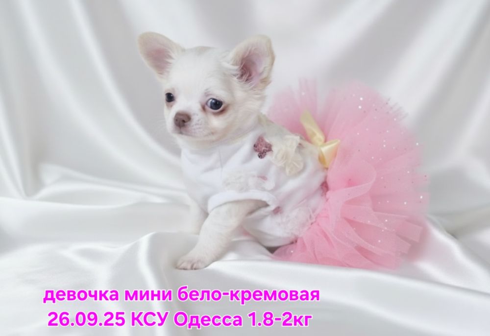 Девочка мини КСУ