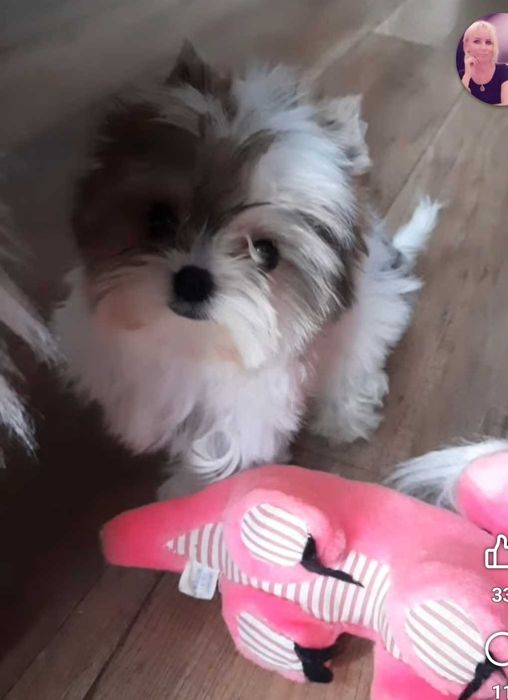 Biewer Yorkshire terrier miniaturka xxs suczka