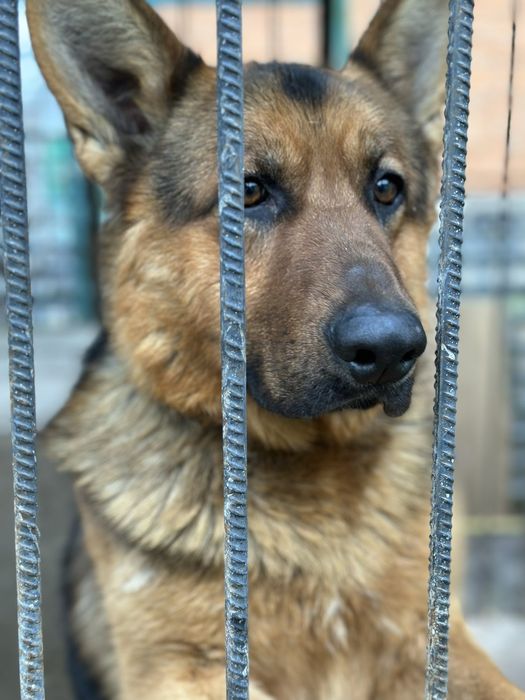 Щенята німецької вівчарки