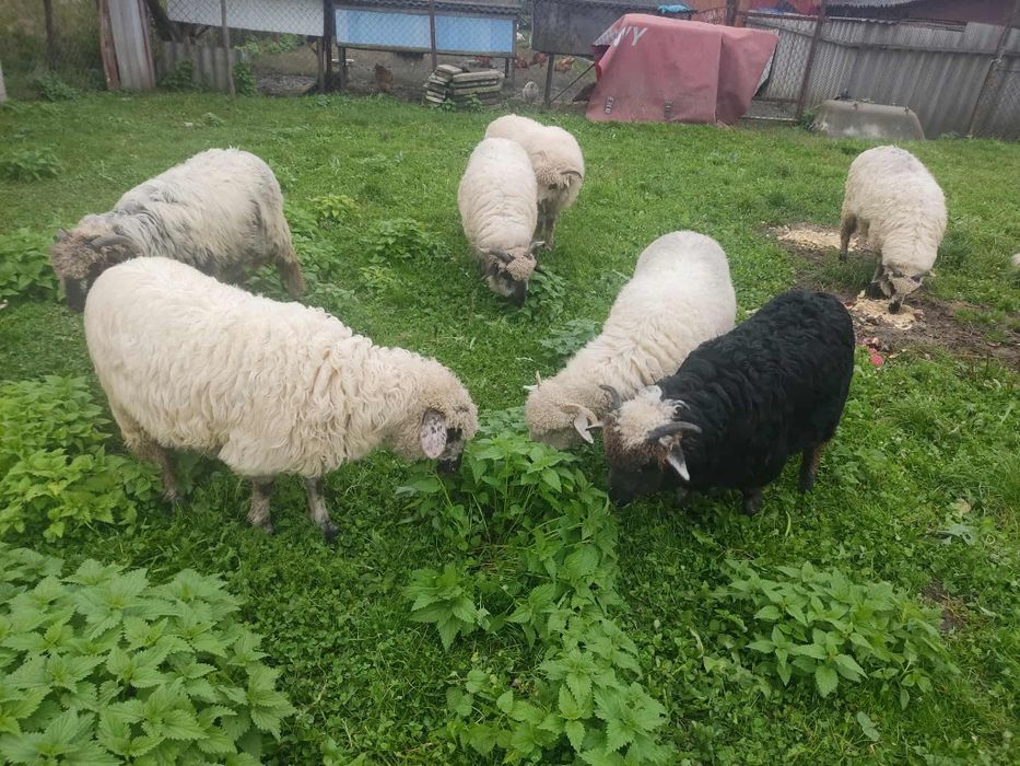 Продам ягнята,вівці