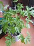 Geranium "anginka" dla zdrowia i ozdoby bez doniczki