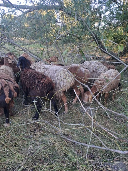 Продам баранів Гисарів