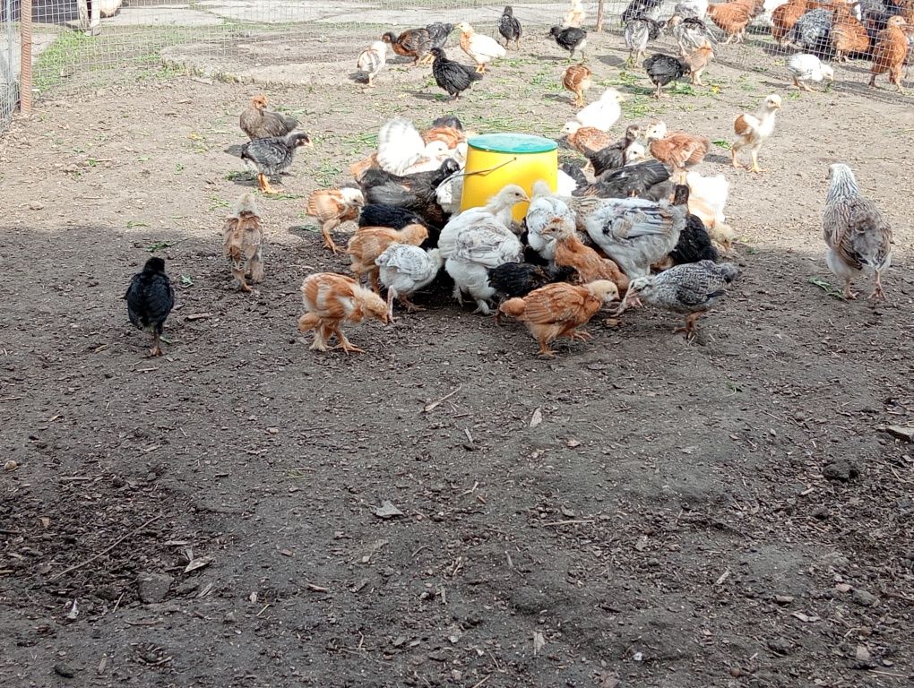 Кури та  курчата