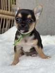 Sliczny chlopiec Chihuahua