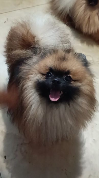 Хлопчик померанський шпиць мини