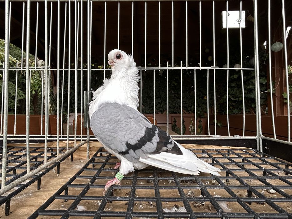 Gołębie ozdobne. Mewka pooska samiczka 2025r