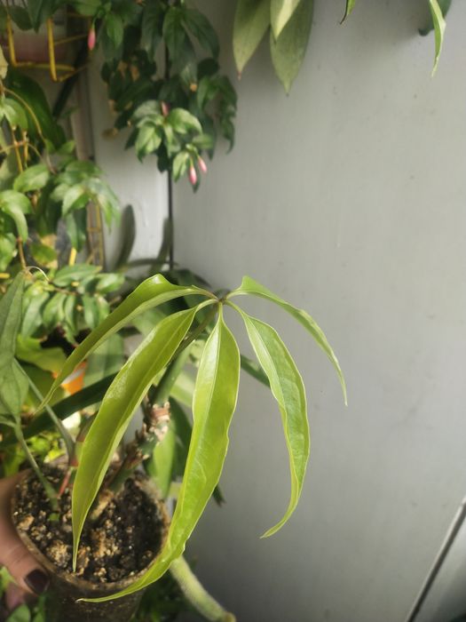 Anthurium polystictum.  .